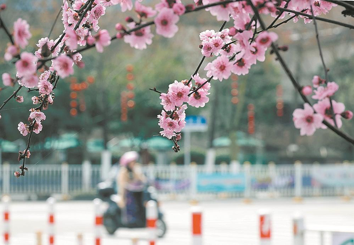 成都的冬天与春天