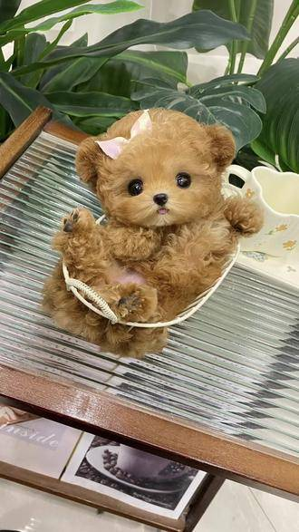 超可爱的泰迪熊变装秀来喽狗狗也要剪一个好看的新发型过大年啦