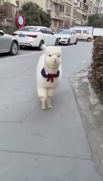 我要被这个外八走路的傻驼子笑死了