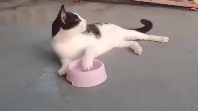 网友家的猫喝水的时候喜欢用爪子沾水喝好优雅的样子
