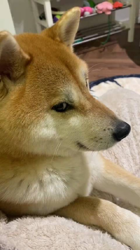 柴犬的800个心眼子都用在吃上
