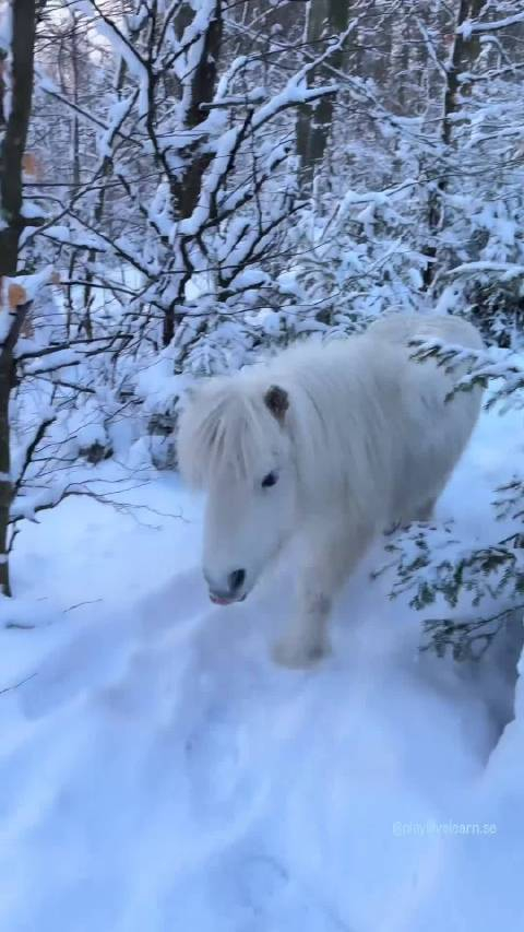 雪中可爱的小白马
