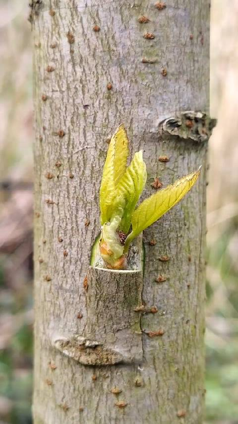 果树嫁接是指将一个或多个品种优良的水果枝条嫁接为一体