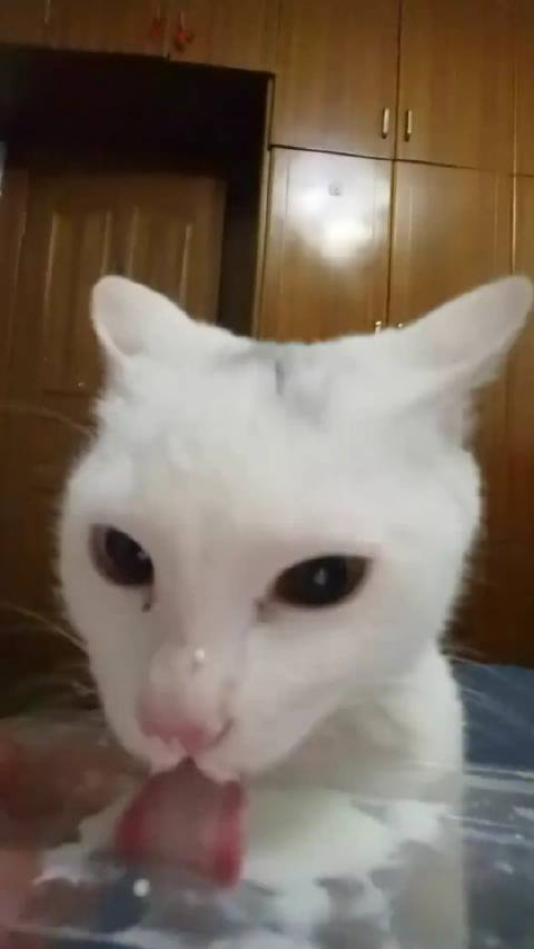 白猫不可以吃任何东西