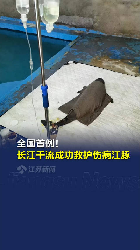 全国首例南京寻找4天的受伤江豚正接受治疗