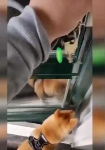 每次带柴犬shelby出门遛完弯回家