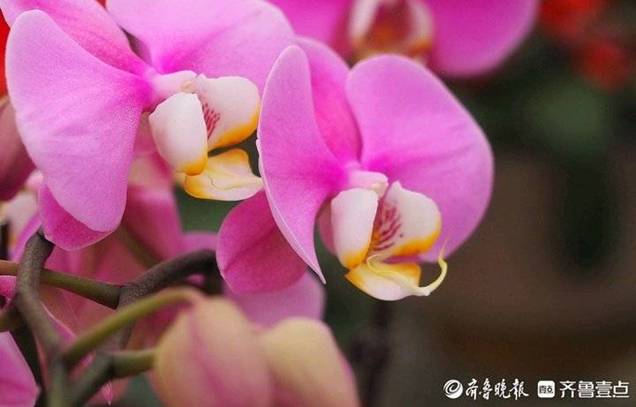 济南这些精美绝伦的年宵花为春色添彩不少