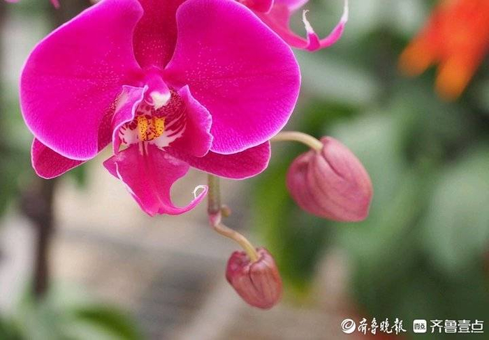 济南这些精美绝伦的年宵花为春色添彩不少