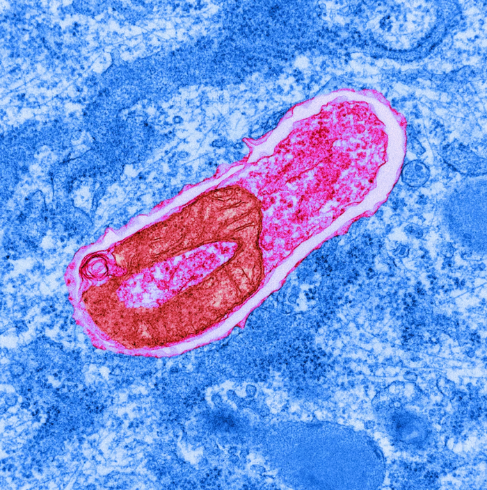 排毒可能对你的身体弊大于利