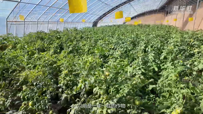 新春走基层｜闽宁协作给冬季荒滩带来新活力__财经头条__新浪财经
