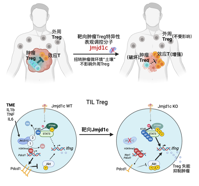 natimmunol南京医科大学王晓明团队合作揭示肿瘤treg细胞