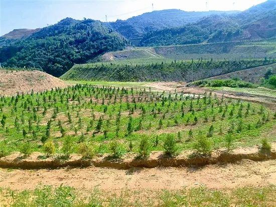 特刊┃以生态为本 高质量打造美丽矿山典范——中铝矿业有限公司