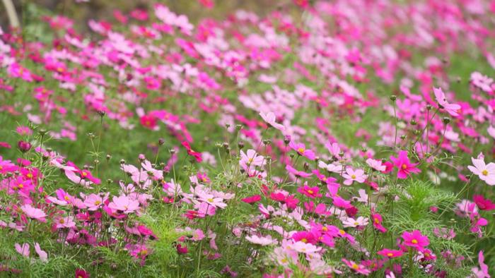 高清图集南宁春日增美景格桑花海浪漫上线