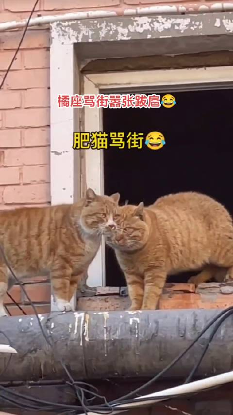 同为橘猪何苦难为橘猪呢