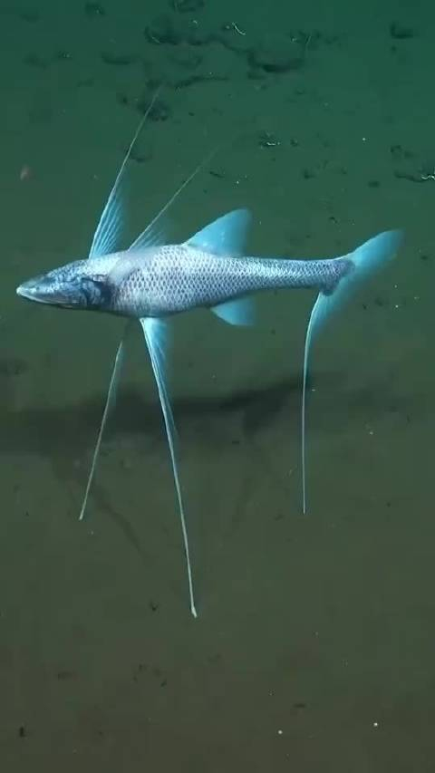 短吻三刺鲀,一种有趣的深海鱼_手机新浪网