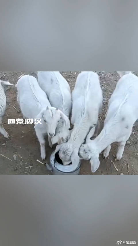 今日份的快乐是小羊给的学到了个新词儿羊入壶口