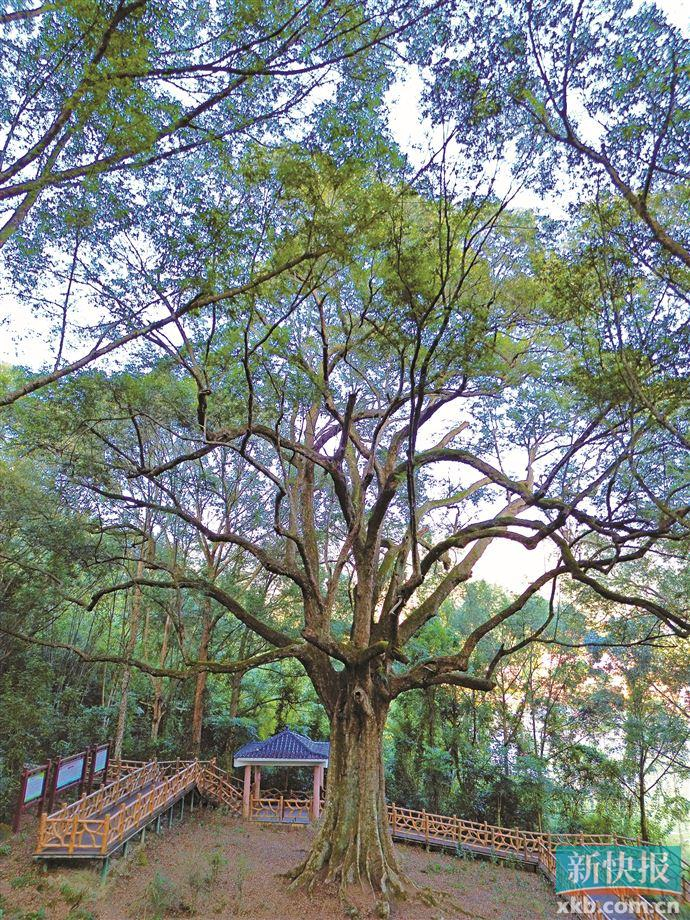 红锥碧云天黄绿作深浅