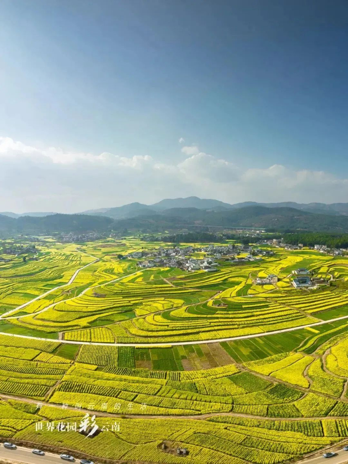 世界花园彩云南丨油菜花开春色早|云南省|保山市_新浪新闻