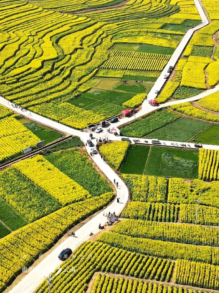 世界花园彩云南丨油菜花开春色早|云南省|保山市_新浪新闻