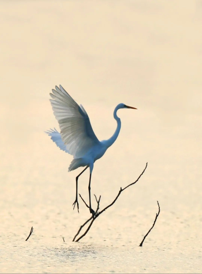 翩跹起舞入画来!候鸟又成群结队飞来阳江打卡了|阳江市_新浪新闻