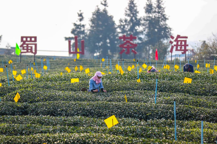 一片茶能为推动县域经济高质量发展注入怎样的动力新春走基层