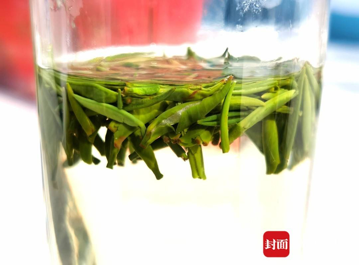 一片茶能为推动县域经济高质量发展注入怎样的动力新春走基层