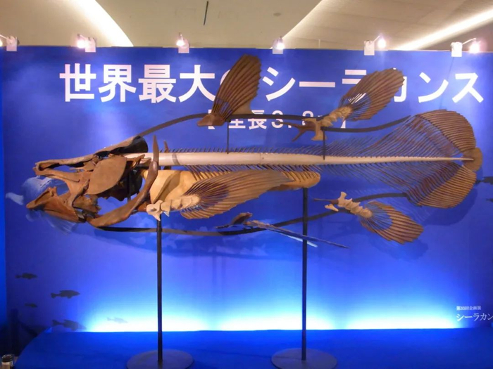 史前海怪活化石鱼的史前亲戚竟然这么大