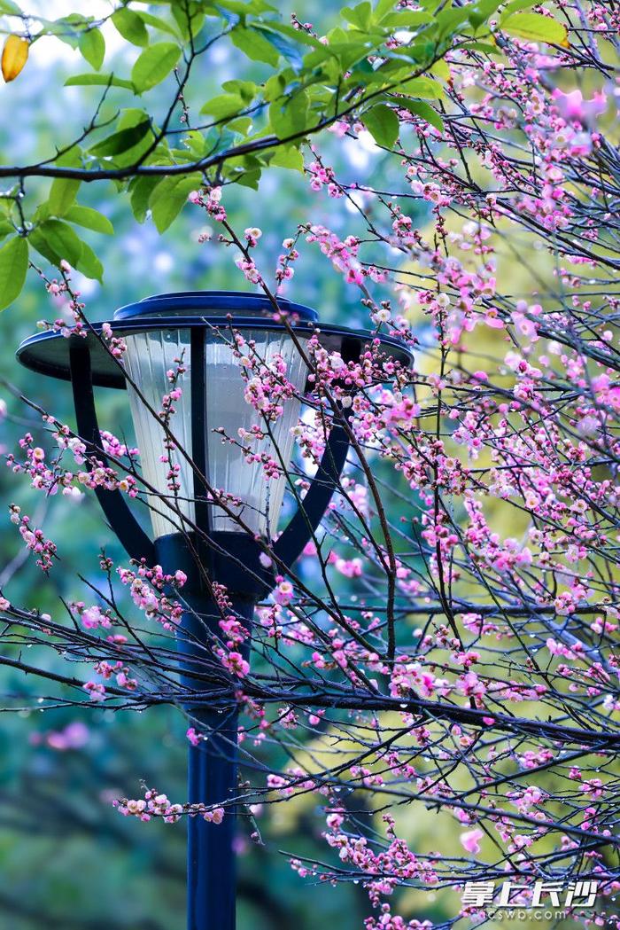 橘子洲头梅花图片