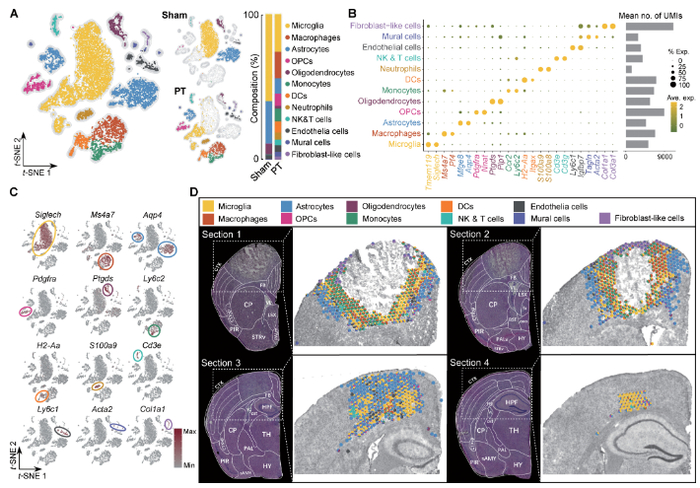 science子刊姚红红团队通过多组学构建脑缺血模型的分子和细胞图谱
