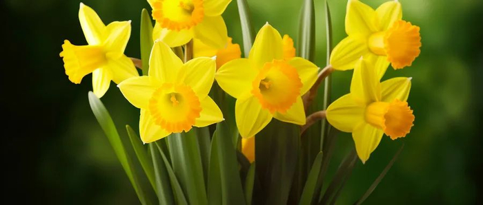 水仙花 图片来源：摄图网