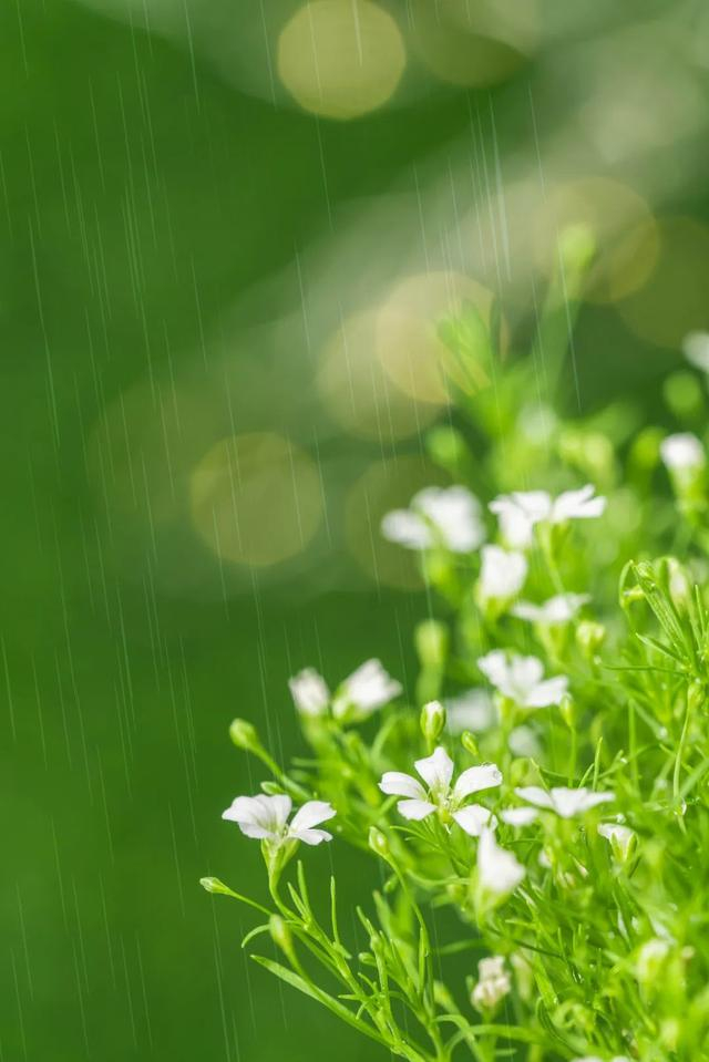 雨水节气 | 一朝春雨来 万物迎新生,选调生小刘"拜师学艺"