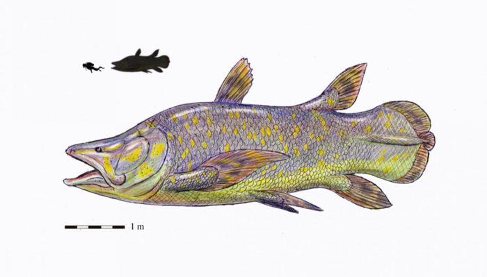 史前海怪活化石鱼的史前亲戚竟然这么大