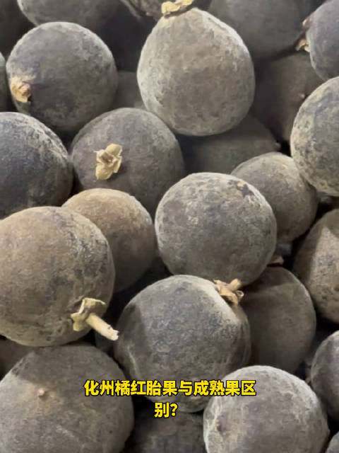 化州橘红胎果和成熟果区别化橘红小果好还是大果好