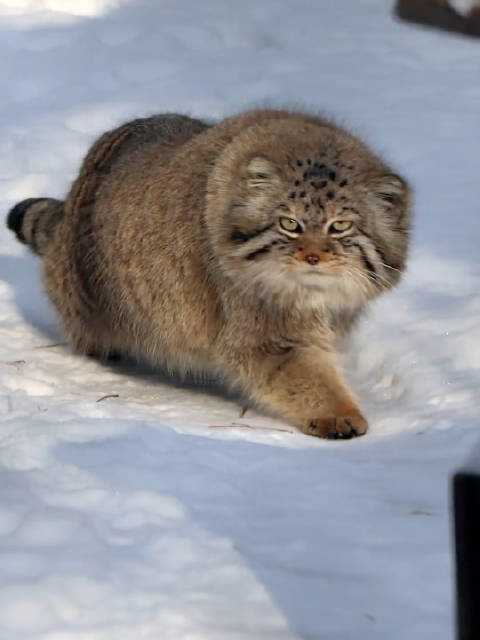 等投喂的大兔狲宝宝叫声也太可爱了