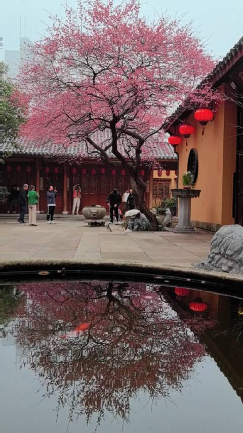 太美了!让很多朋友心心念念的湖州铁佛寺古红梅已经火力全开