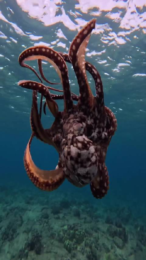 好大一只章鱼……_手机新浪网