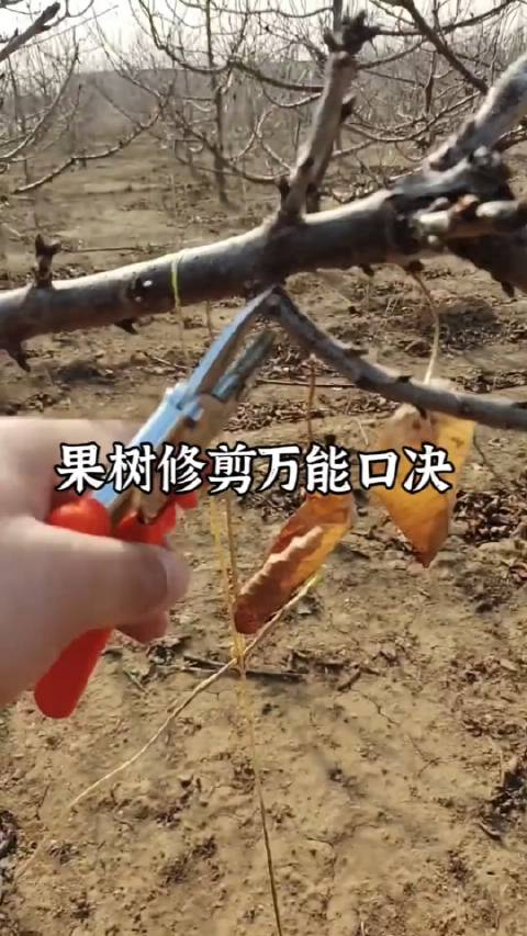 果树修剪一个口诀搞定