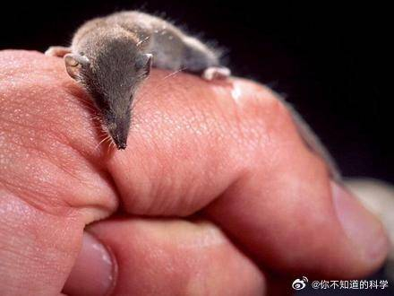 这是世界上现存最轻的哺乳动物成年的平均体重仅18克