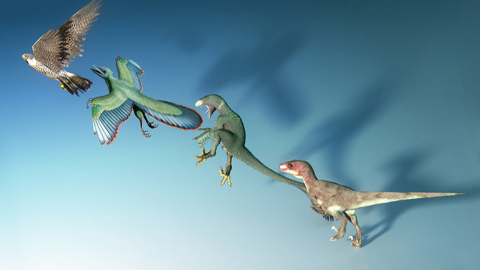 provides evidence suggesting that the evolution of modern birds