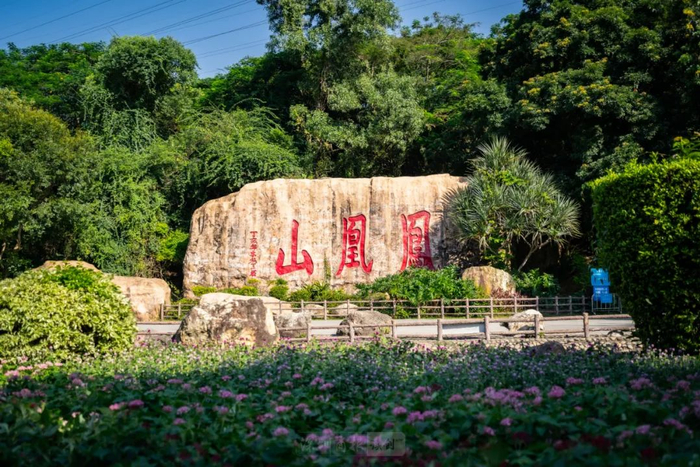 元宵节前后,凤凰山或迎一波游客小高峰|凤凰山森林公园|凤凰山|元宵节