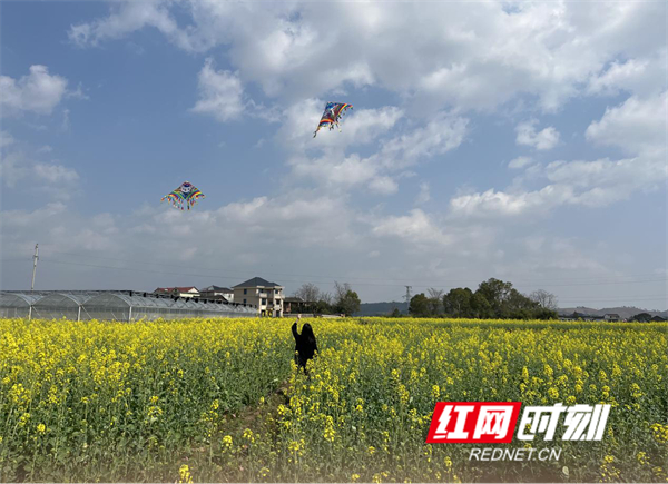 东安县鹿马桥春光明媚油菜花绘