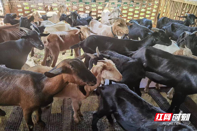 2021年1月份,黄某共筹措资金30余万元,盖起了羊圈牛栏等,购入种羊80头