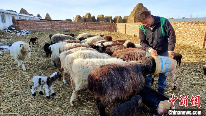 棚圈养殖产业让新疆察布查尔锡伯自治县牧民增收"底气"足|新疆|牧民