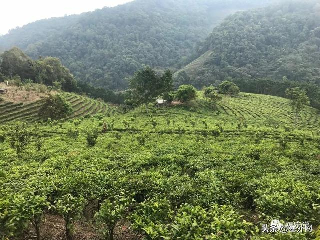 【茶知识】普洱古树茶和台地茶