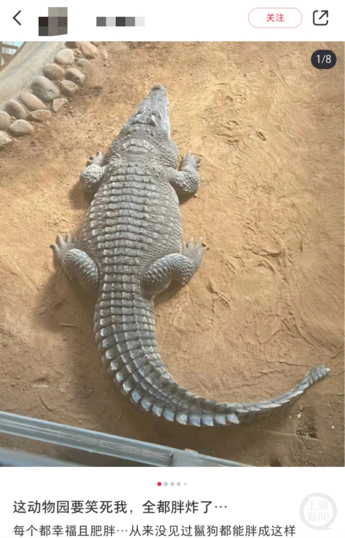 动物园动物集体"胖炸",园方说……|鳄鱼_新浪新闻