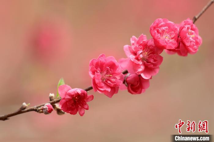 高清桃花图片大全图片