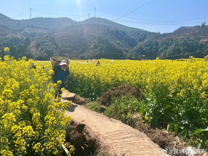 油菜花意浓 春耕备耕忙|油菜花|高发_新浪新闻