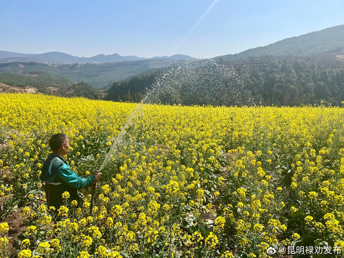油菜花意浓春耕备耕忙
