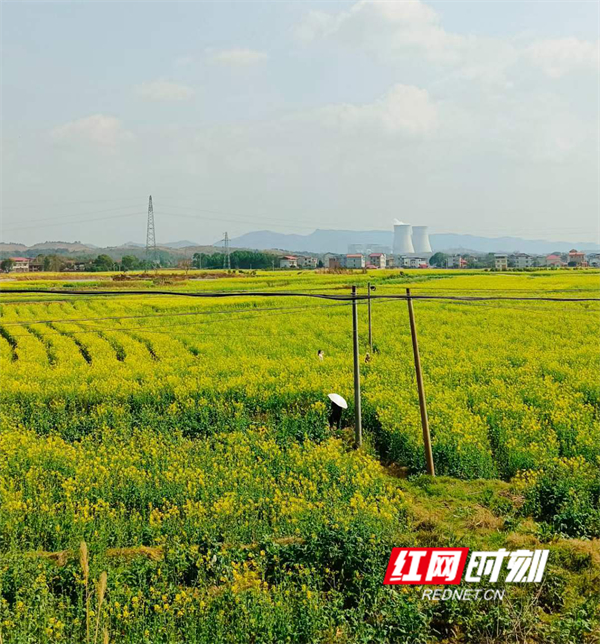 东安县鹿马桥春光明媚油菜花绘