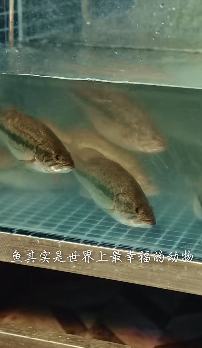 论幸福,世界上最幸福的应该是鱼了.